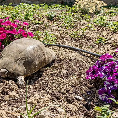 Sofoklis Vila Koukounariá